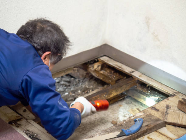 Best Attic Mold Removal  in Beckett, NJ