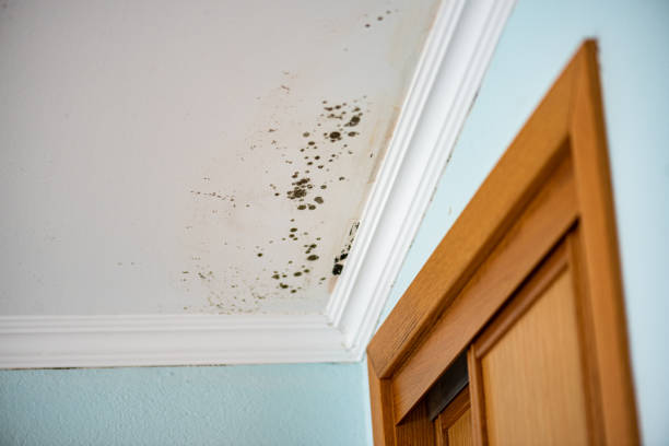 Best Crawl Space Mold Removal  in Beckett, NJ