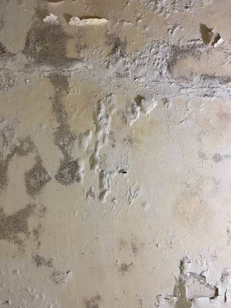 Best Office Mold Removal Services  in Beckett, NJ