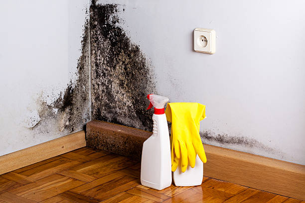 Mold Testing and Removal in Beckett, NJ