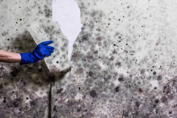 Attic Mold Removal in Beckett, NJ