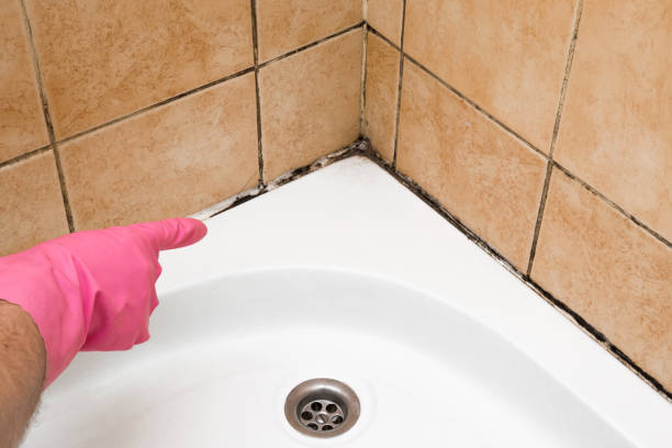 Best Mold Remediation Experts  in Beckett, NJ